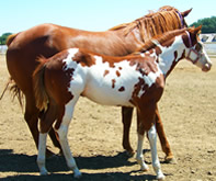 foal picture